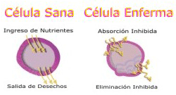 Nutrición Celular